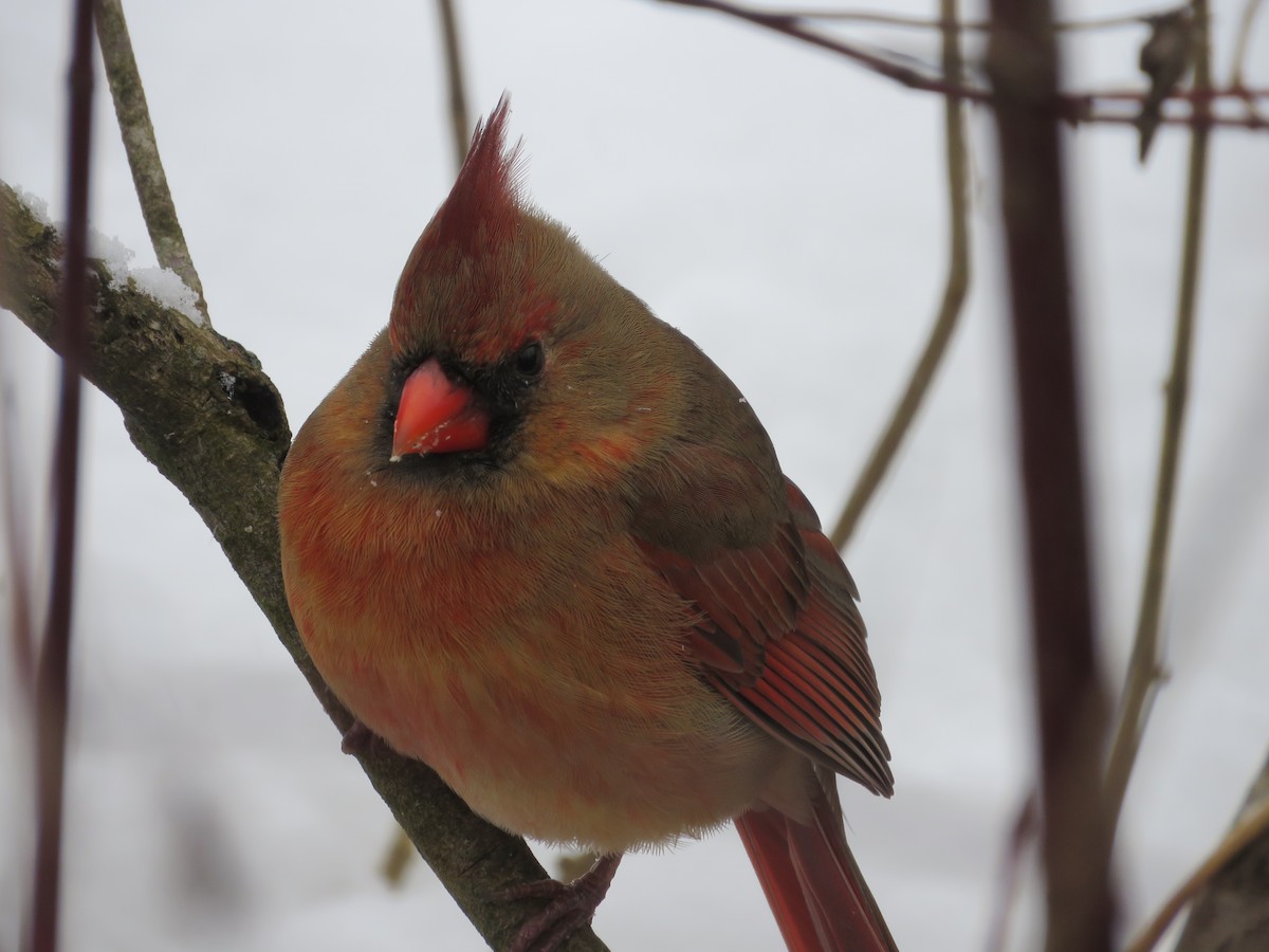 Cardinal rouge - ML646536930