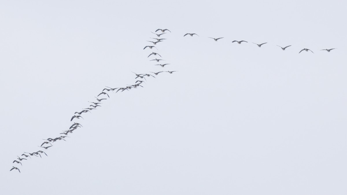 Канад галуу - ML646536931