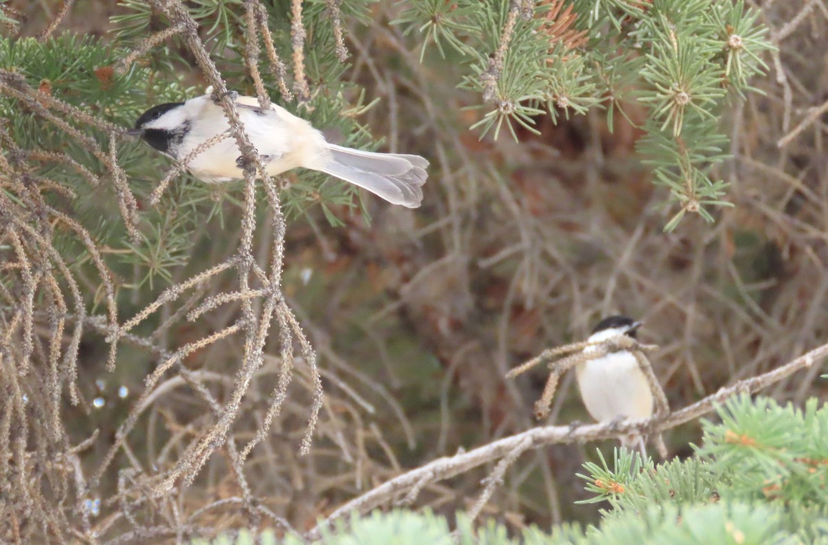 Black-capped Chickadee - ML646536934