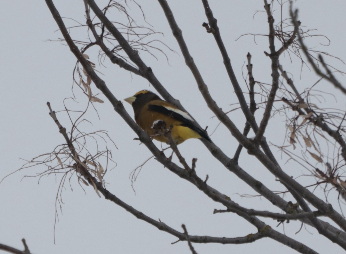 Evening Grosbeak - ML646536935