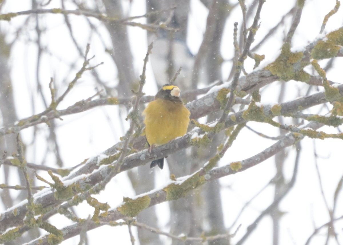 Evening Grosbeak - ML646536936