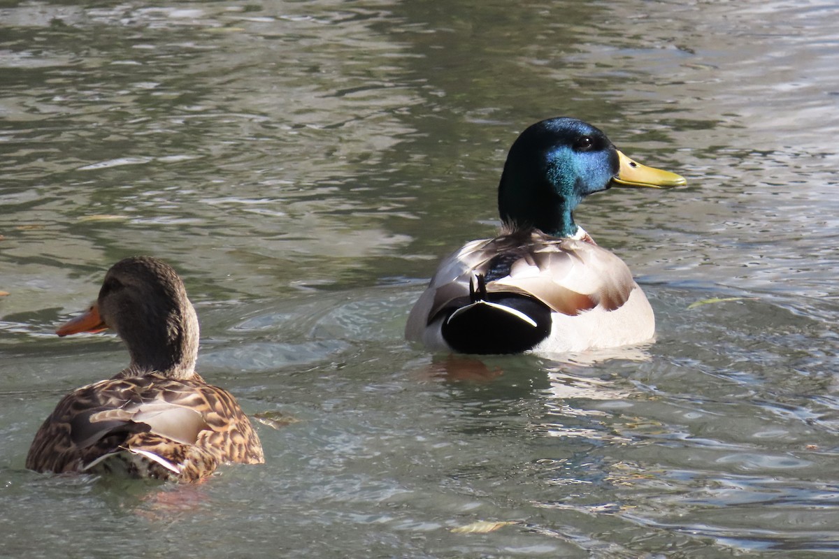 stokkand - ML646536937