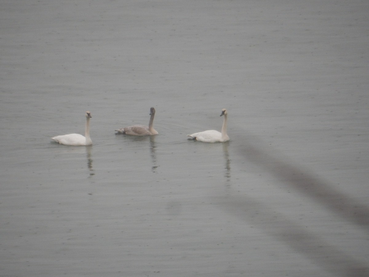 Trumpeter Swan - ML646536943