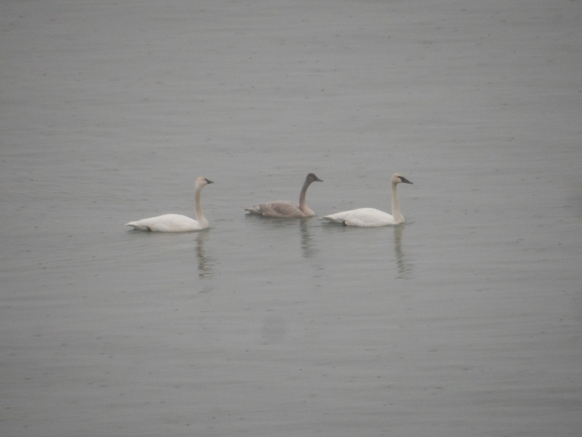 Trumpeter Swan - ML646536944