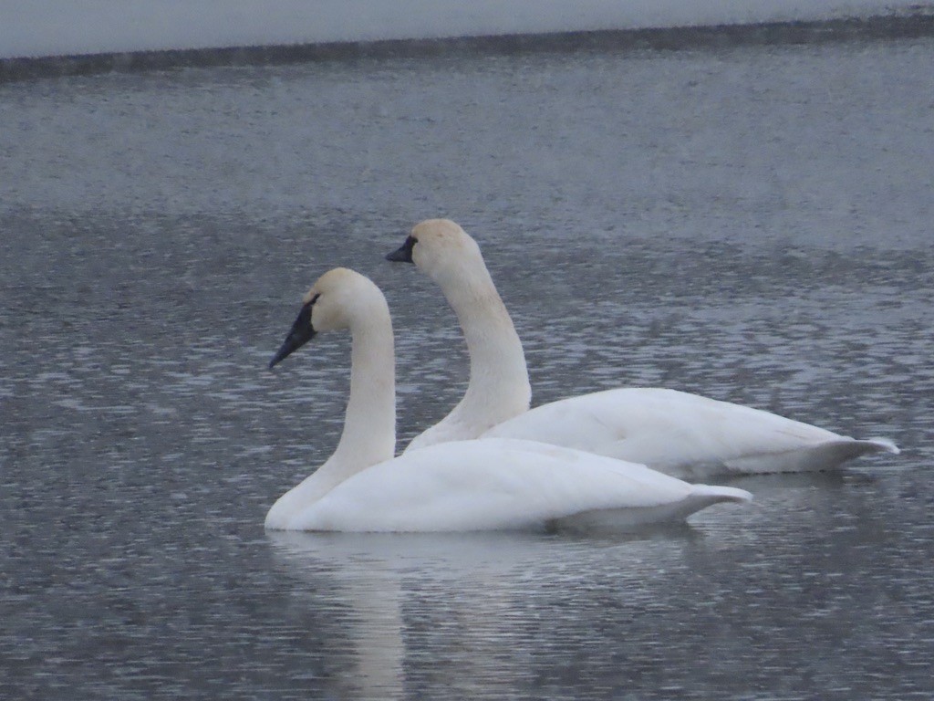 Trumpeter Swan - ML646536945