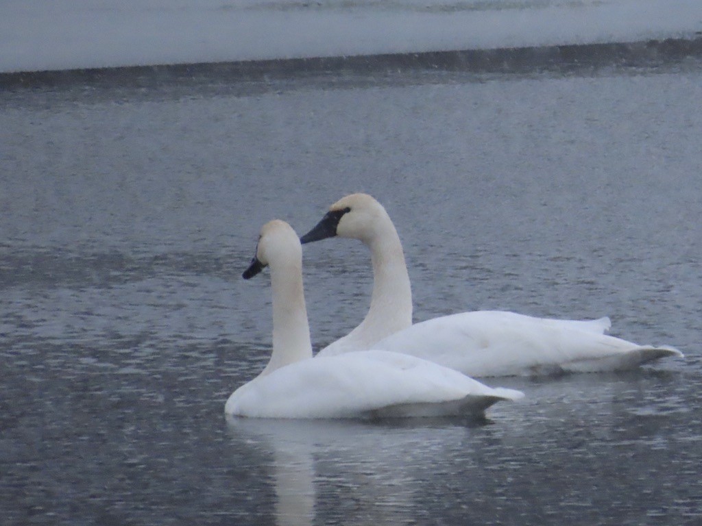 Trumpeter Swan - ML646536950