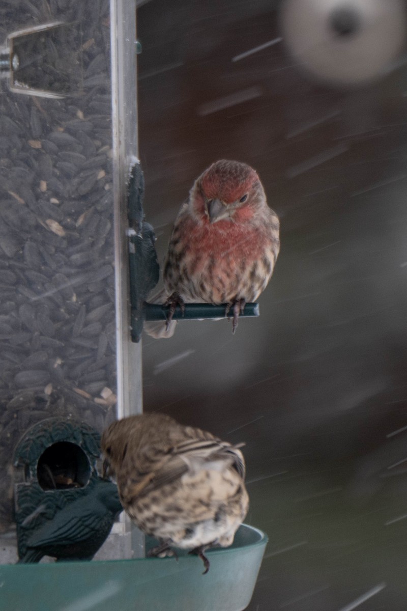 House Finch - ML646536952