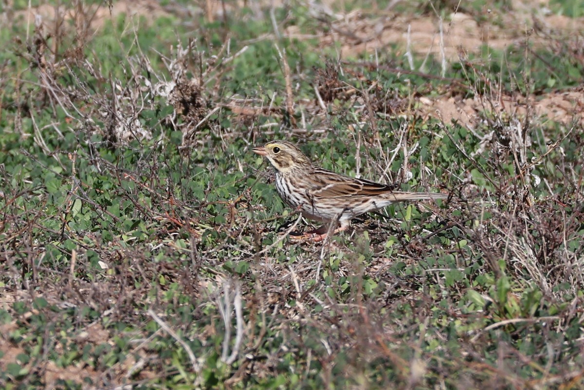 Chingolo Sabanero - ML646536953