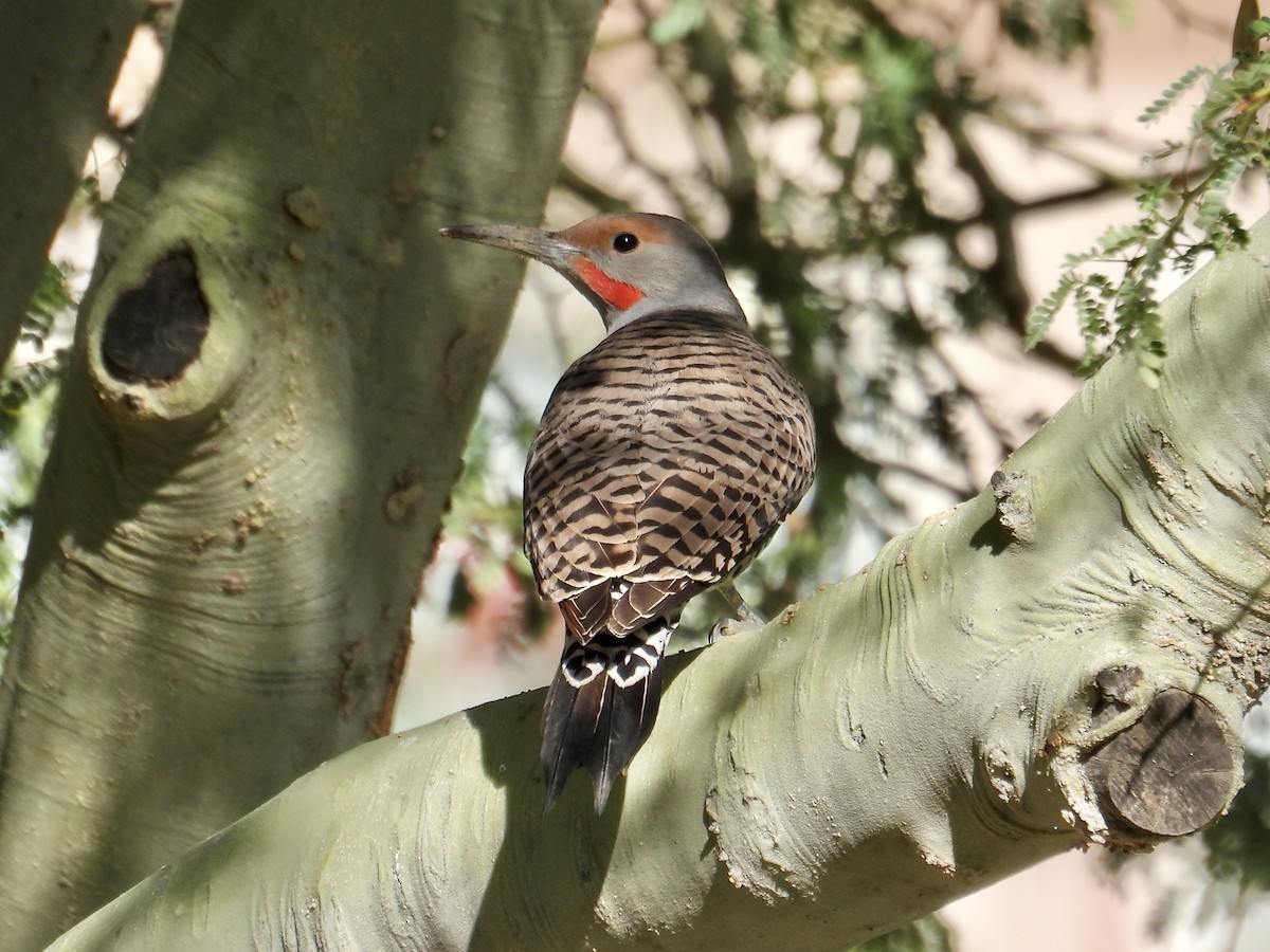 Northern Flicker - ML646536954