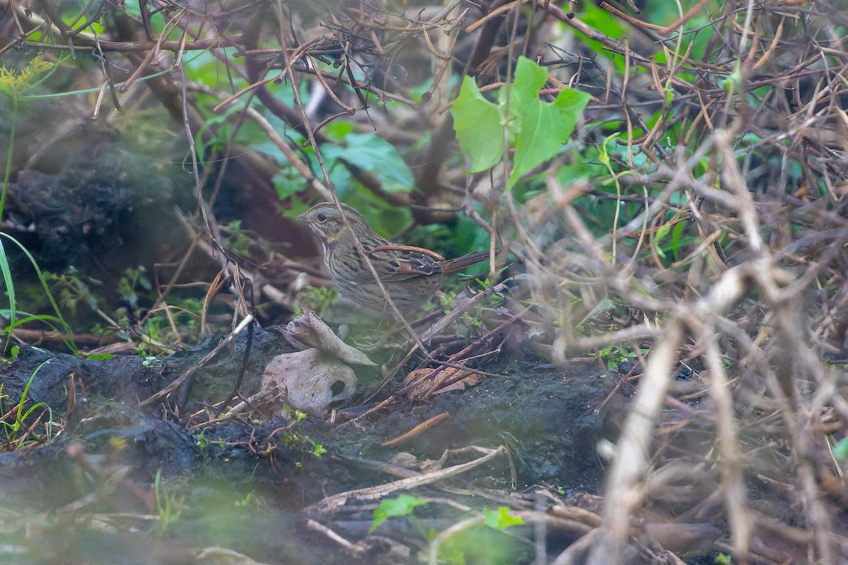 Lincoln's Sparrow - ML646536955
