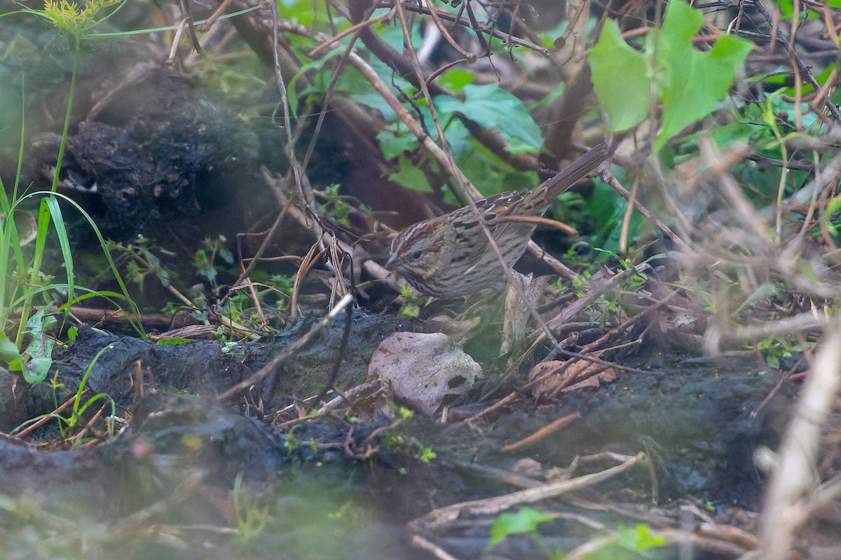 Lincoln's Sparrow - ML646536956