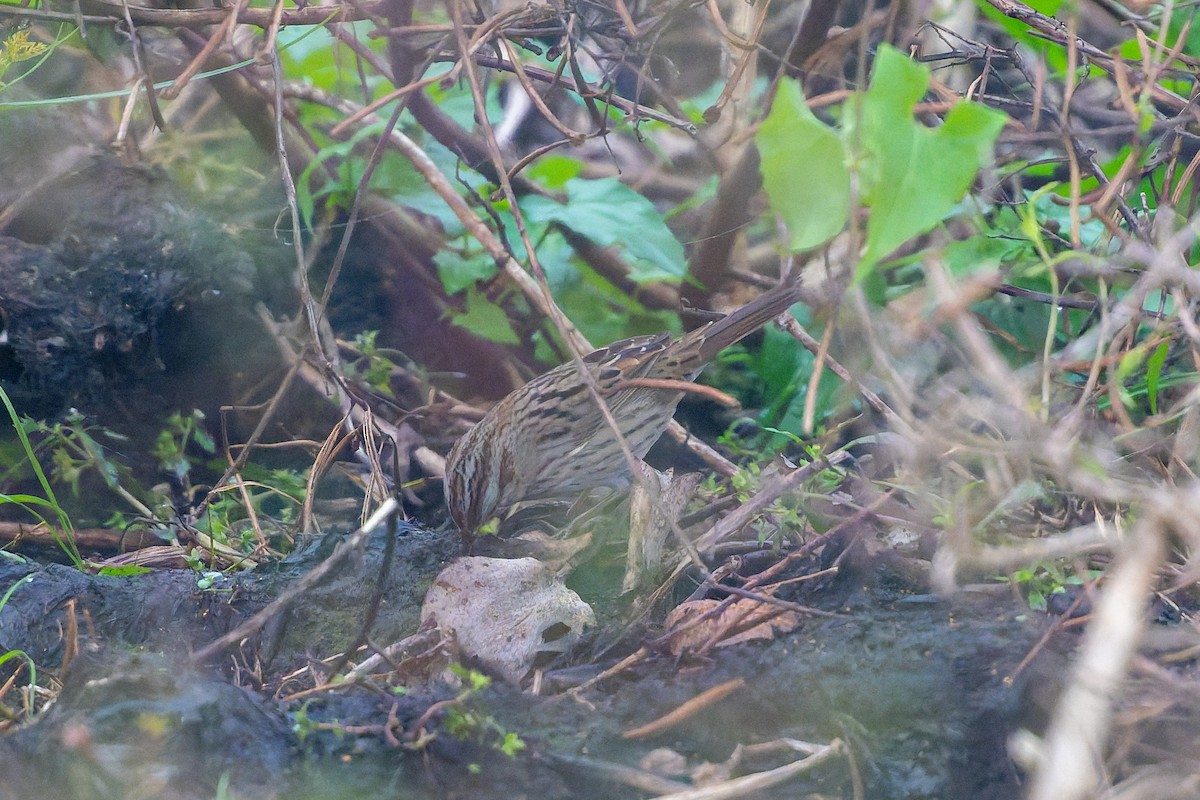 Lincoln's Sparrow - ML646536957