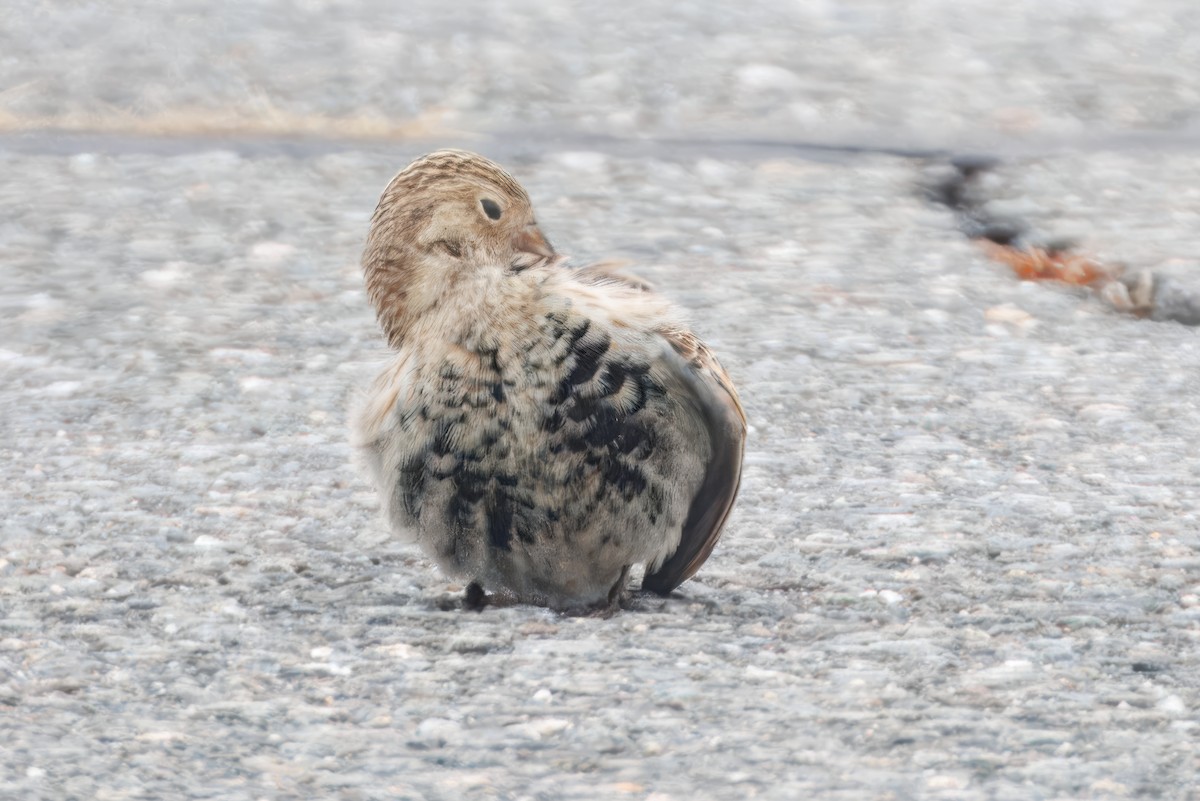Chestnut-collared Longspur - ML646536958