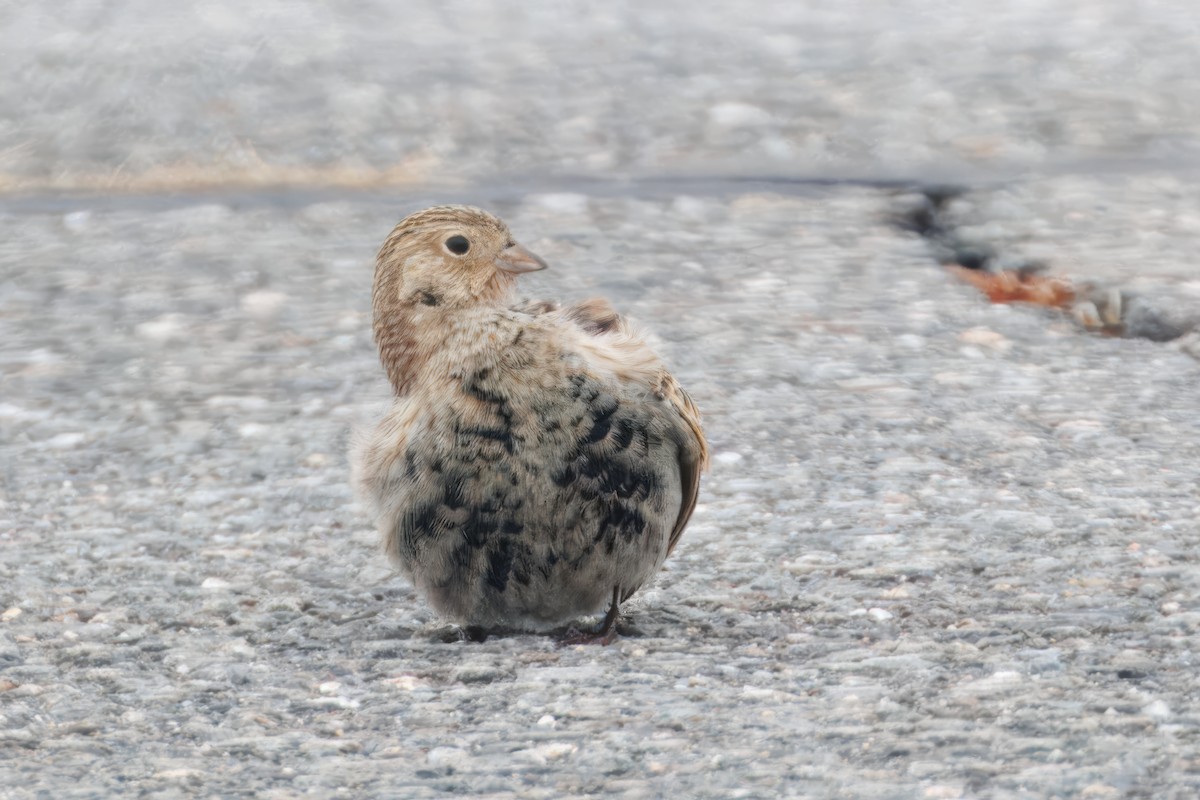 Chestnut-collared Longspur - ML646536959