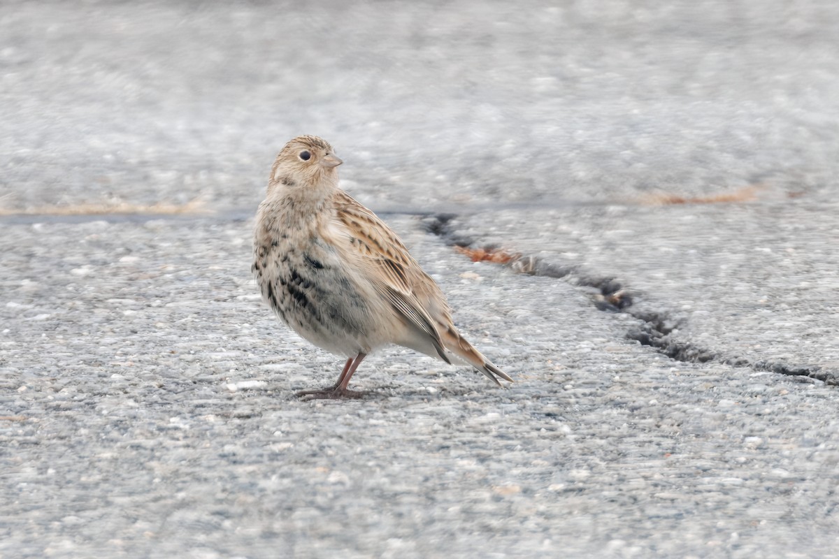 Chestnut-collared Longspur - ML646536960