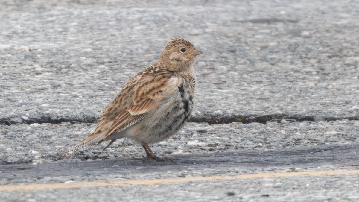 Chestnut-collared Longspur - ML646536961