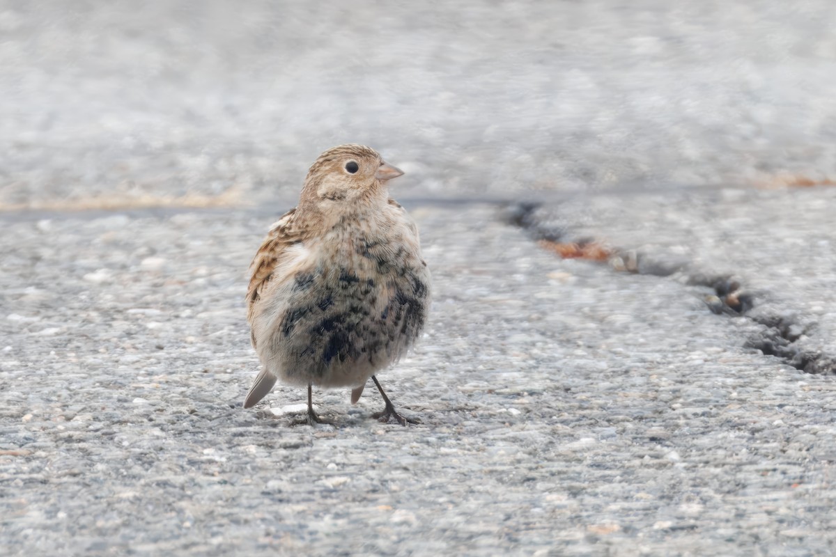 Chestnut-collared Longspur - ML646536962