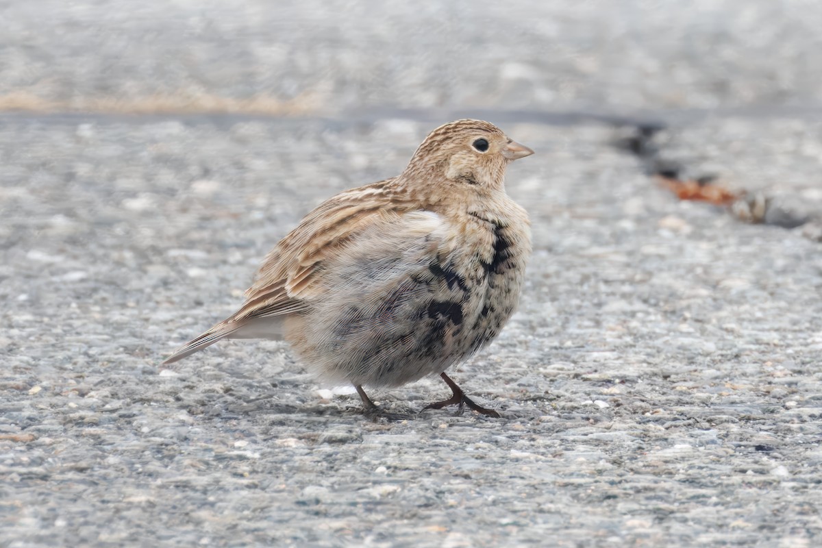 Chestnut-collared Longspur - ML646536963