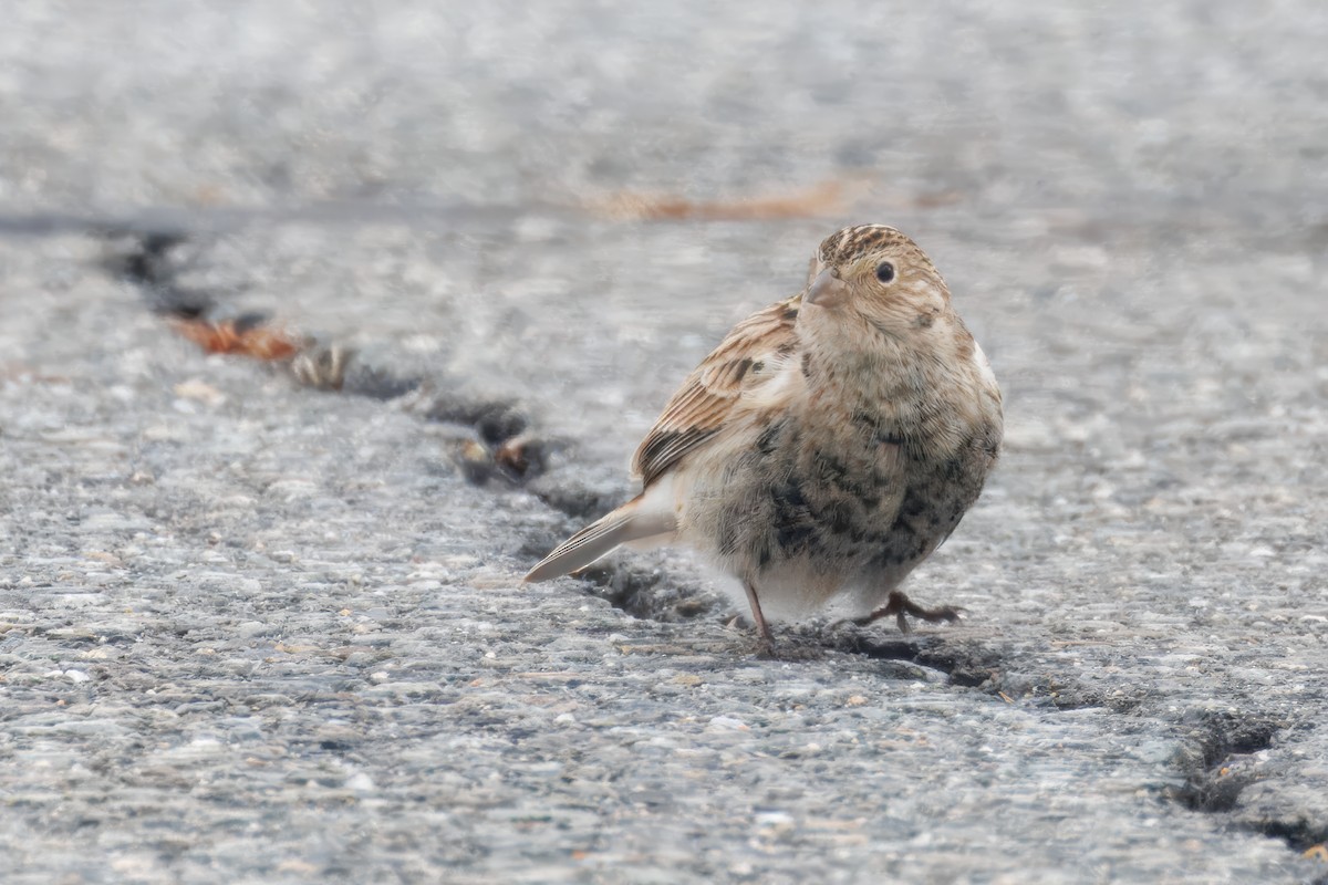 Chestnut-collared Longspur - ML646536964