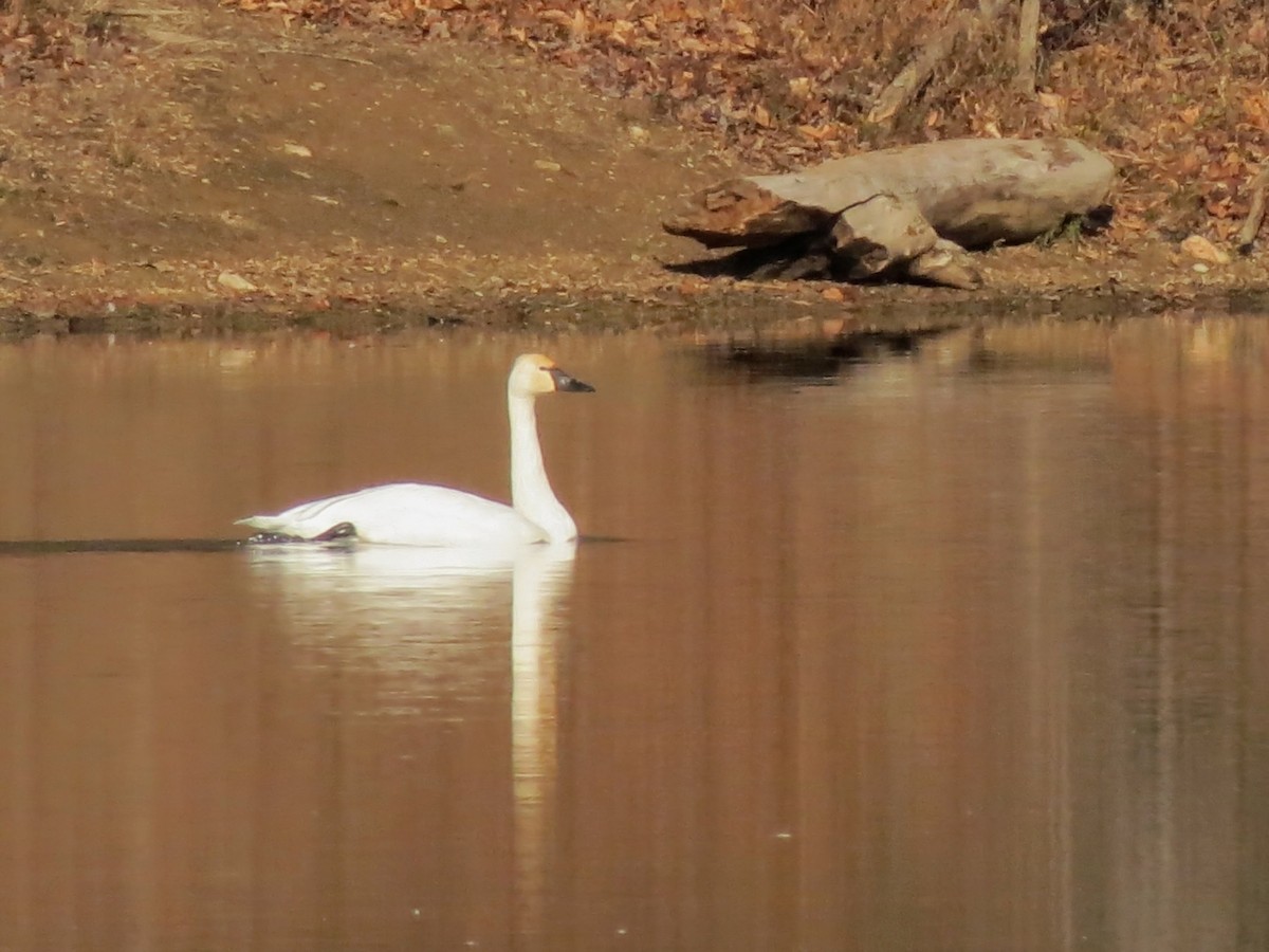 labuť malá - ML646536965