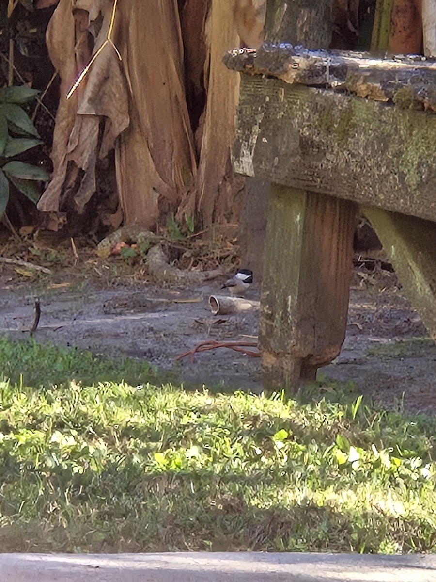 Carolina Chickadee - ML646536966