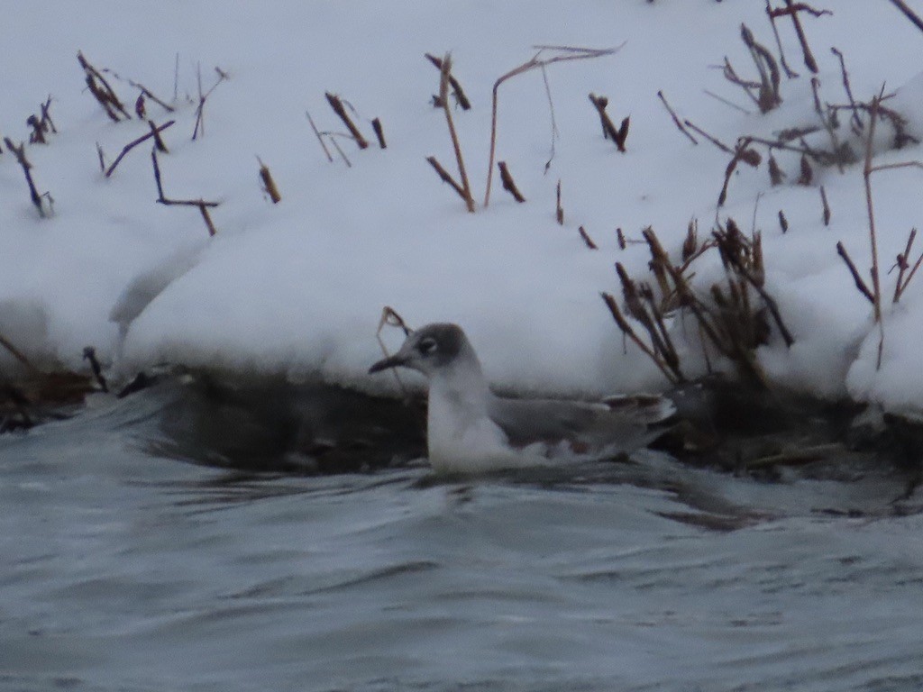 Franklin's Gull - ML646536968