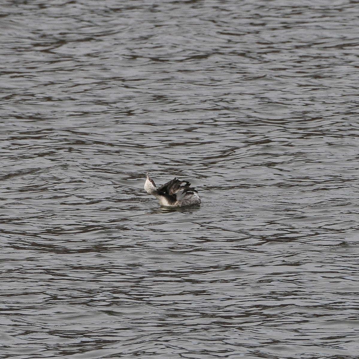 Horned Grebe - ML646536970