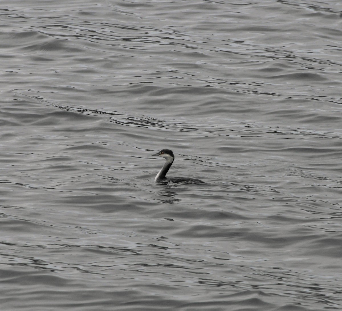 Horned Grebe - ML646536971