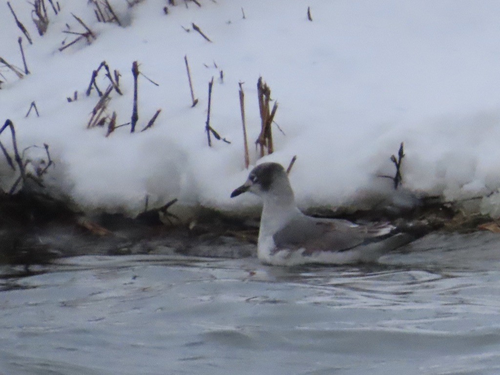 Franklin's Gull - ML646536973