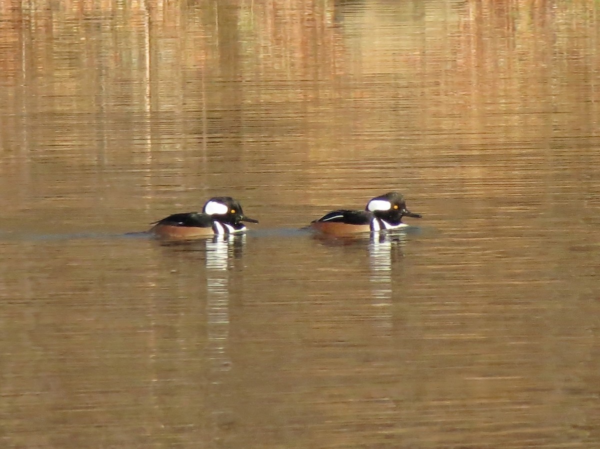 morčák chocholatý - ML646536974