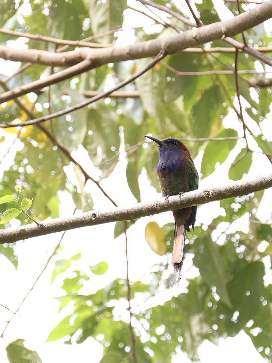 Celebesspint - ML646536975