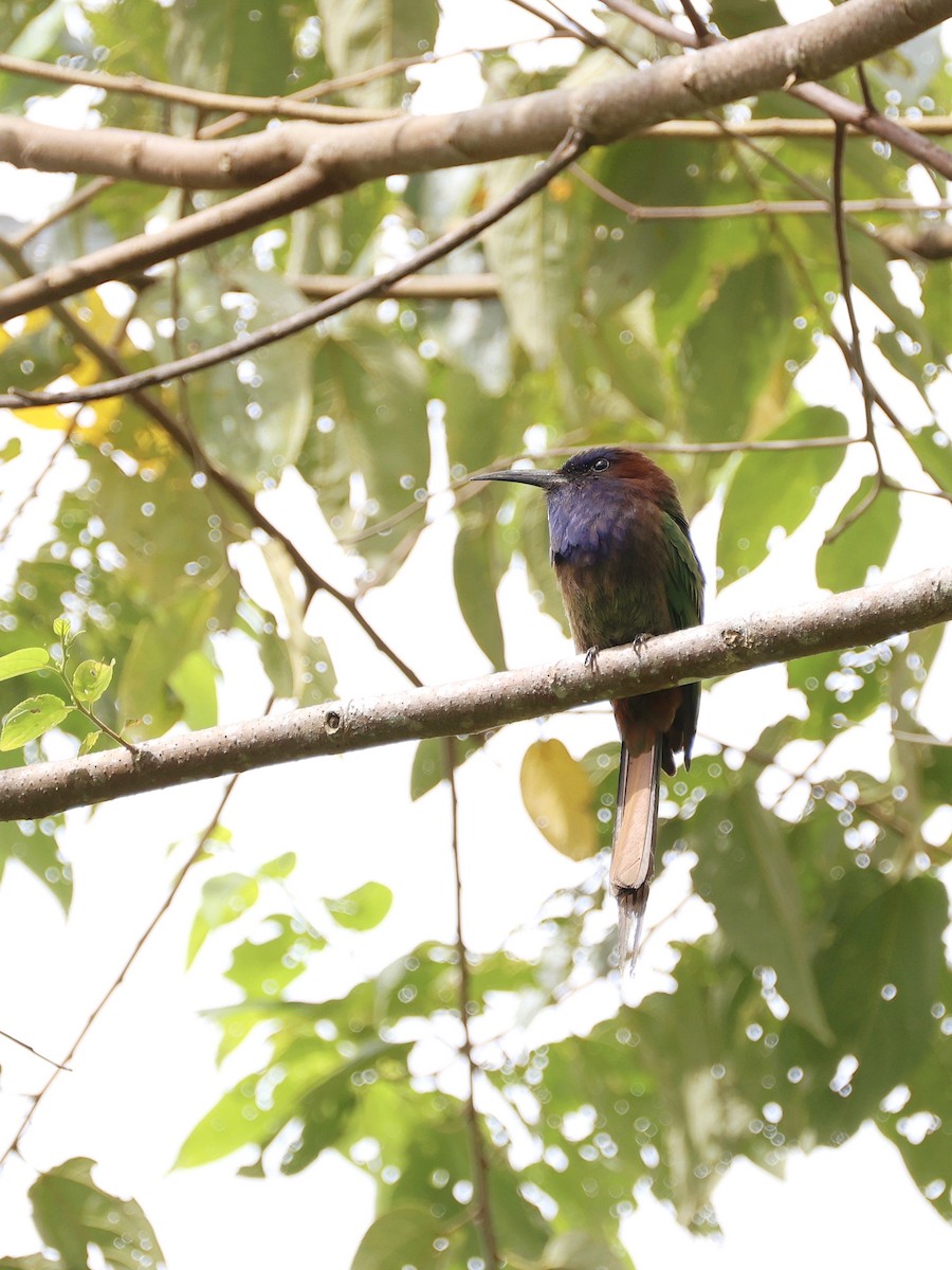 Celebesspint - ML646536976