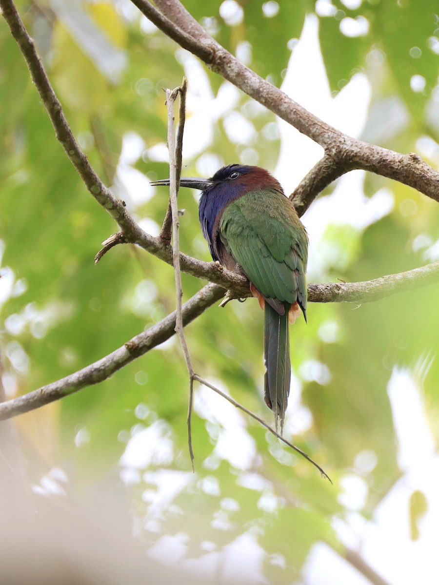 Celebesspint - ML646536977