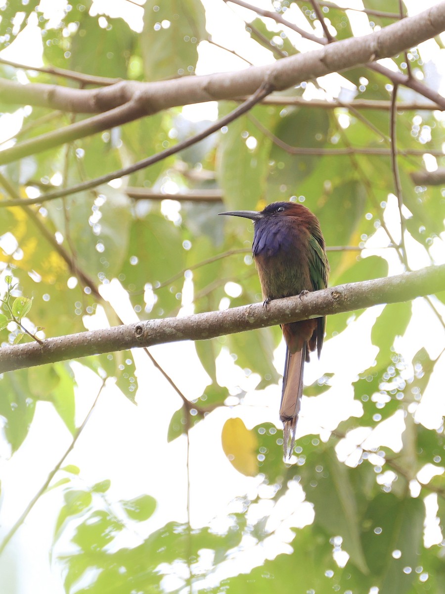 Celebesspint - ML646536978