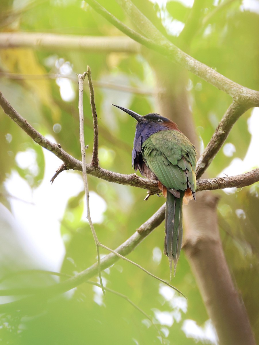 Celebesspint - ML646536979