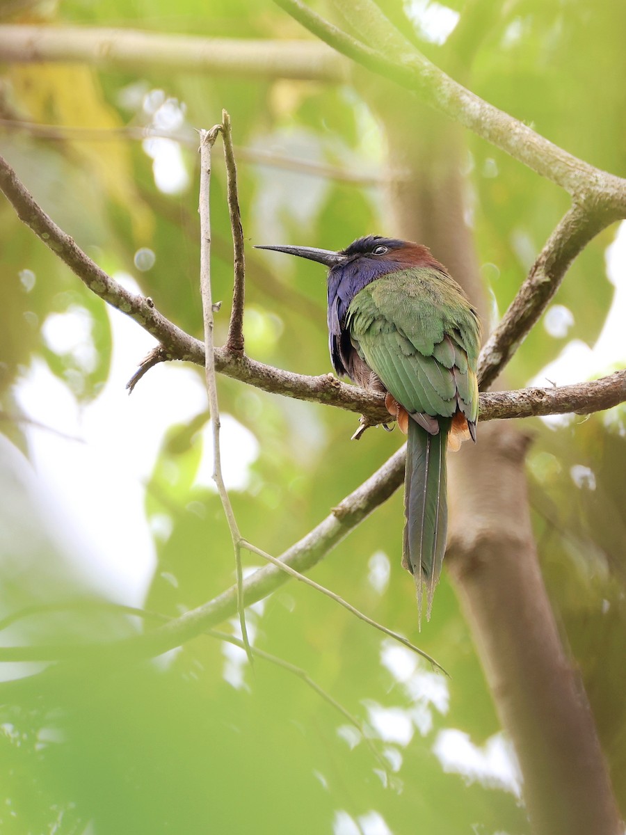 Celebesspint - ML646536980