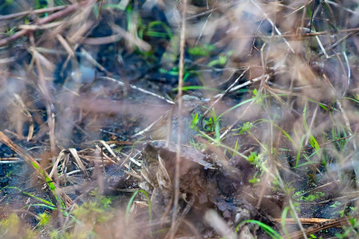 Swamp Sparrow - ML646536981