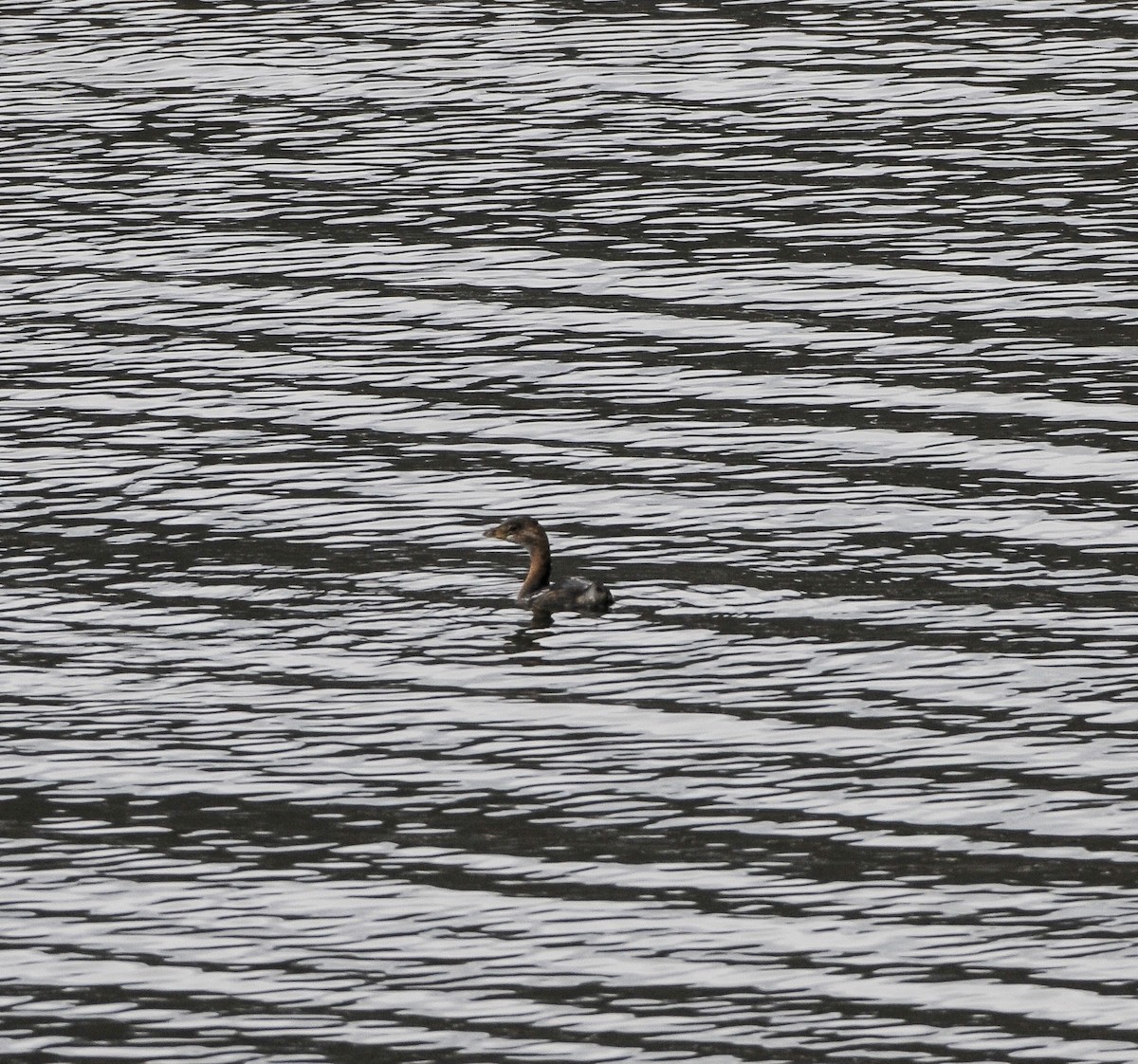 Pied-billed Grebe - ML646536982