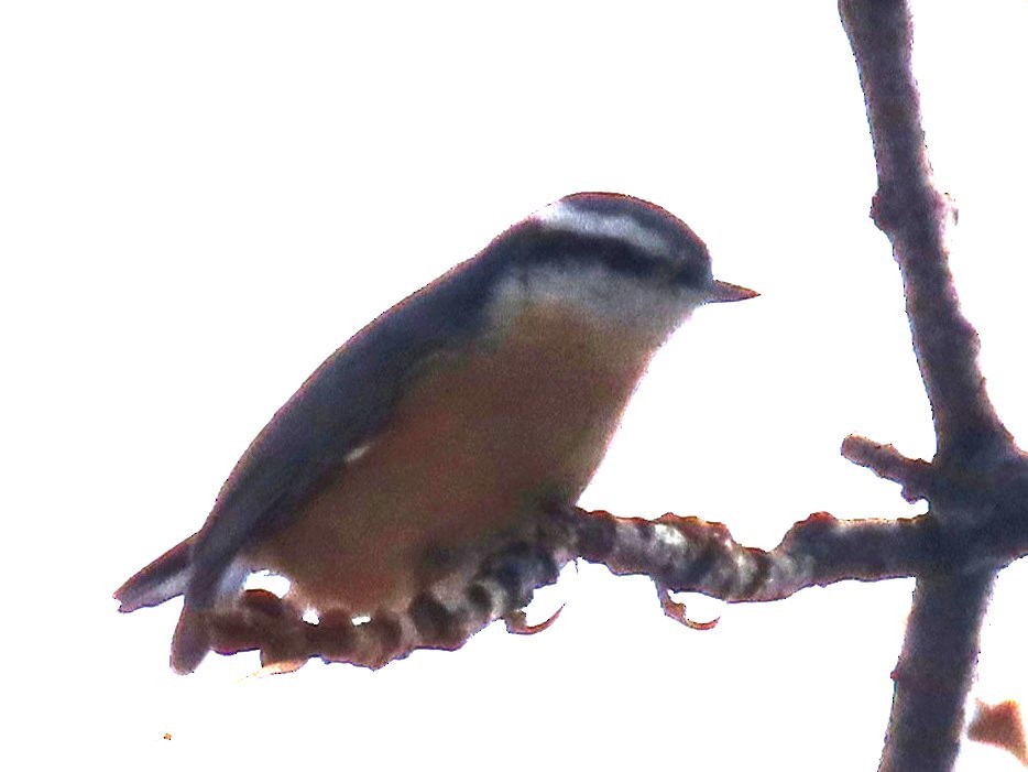 Red-breasted Nuthatch - ML646536983