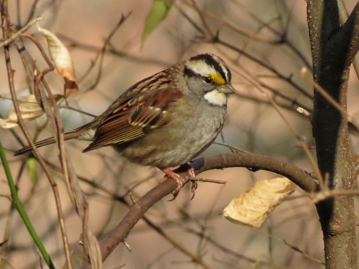 strnadec bělohrdlý - ML646536984