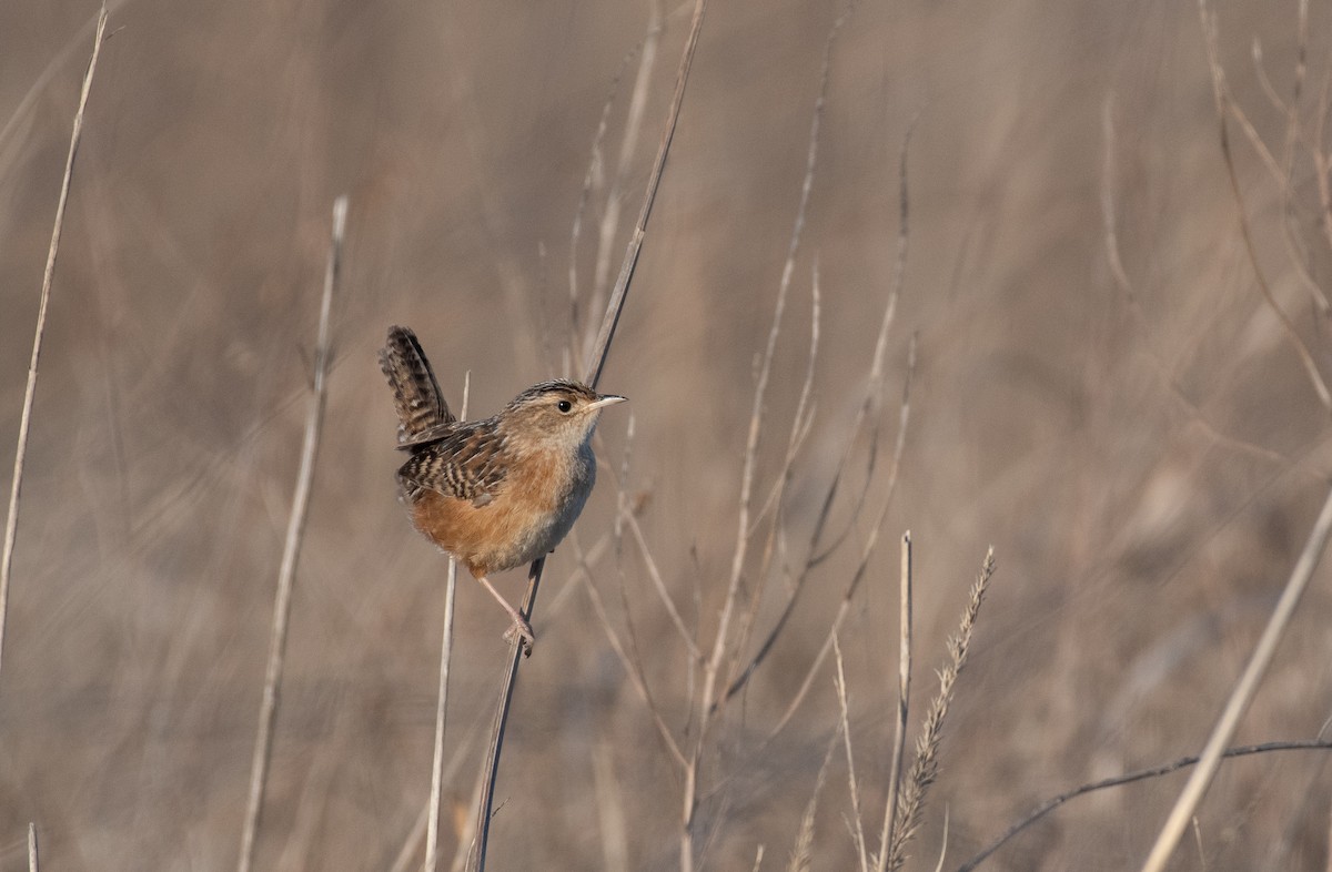 Cucarachero Culibarrado - ML646536986
