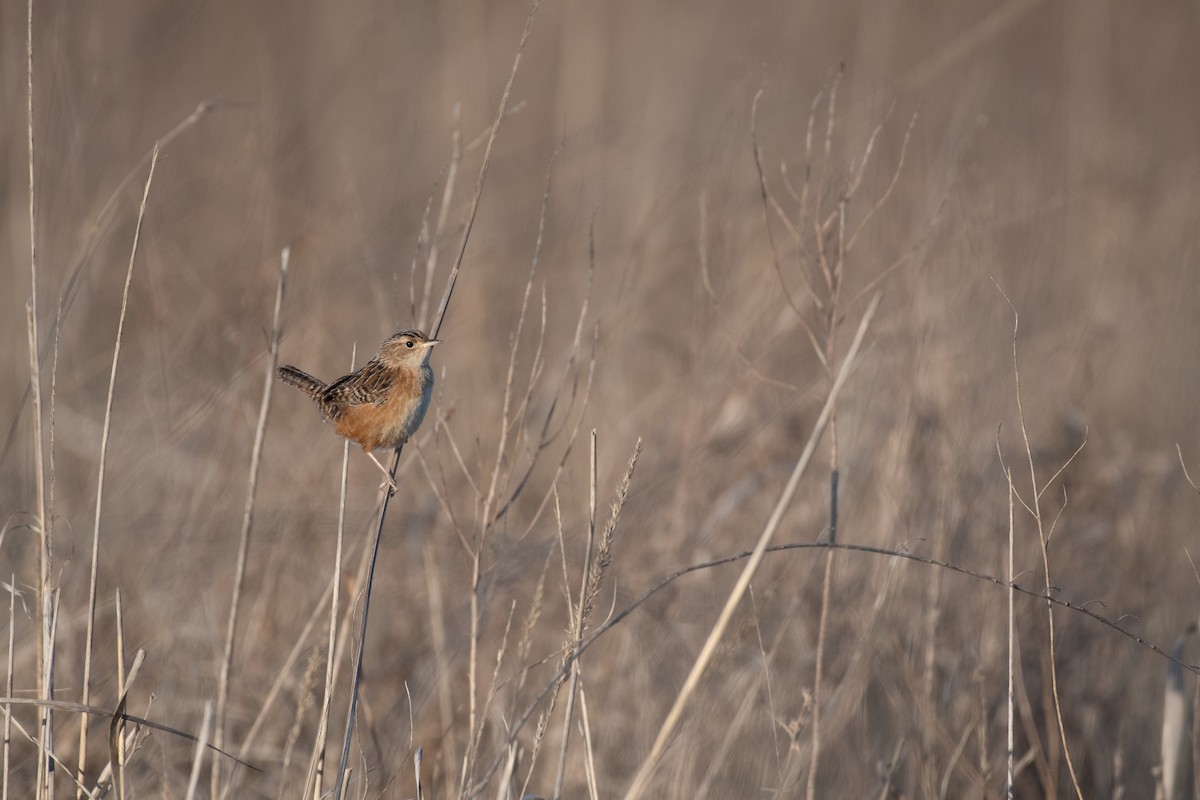 Cucarachero Culibarrado - ML646536992