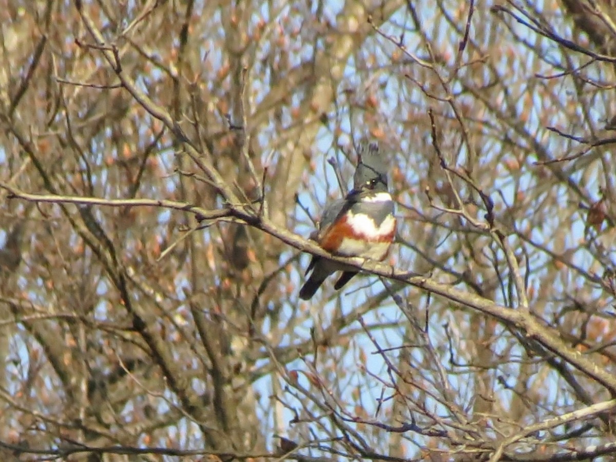 rybařík pruhoprsý - ML646537001