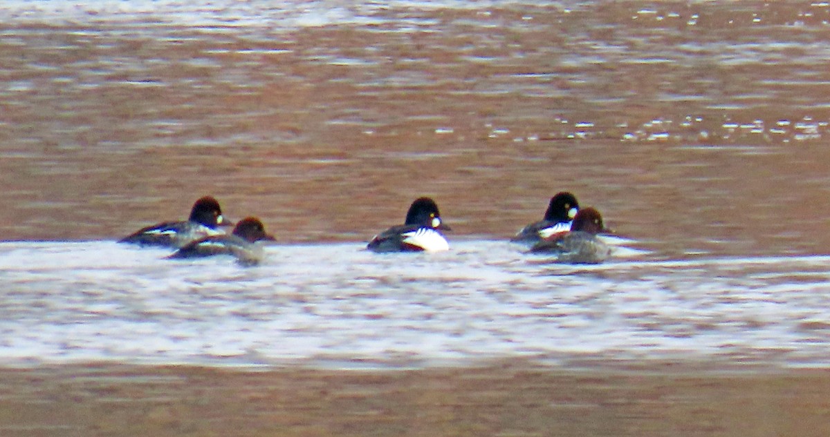 Porrón Osculado - ML646537004