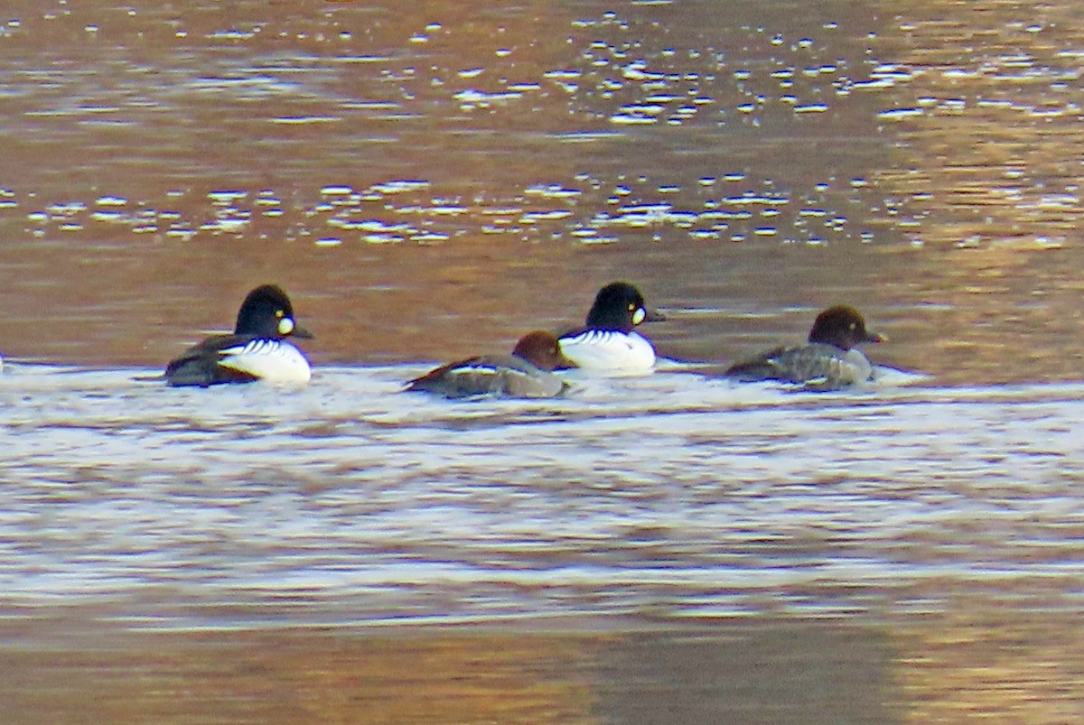 Porrón Osculado - ML646537005