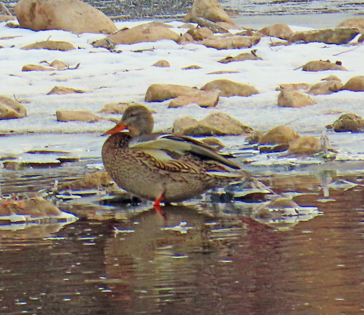 Ánade Azulón - ML646537006