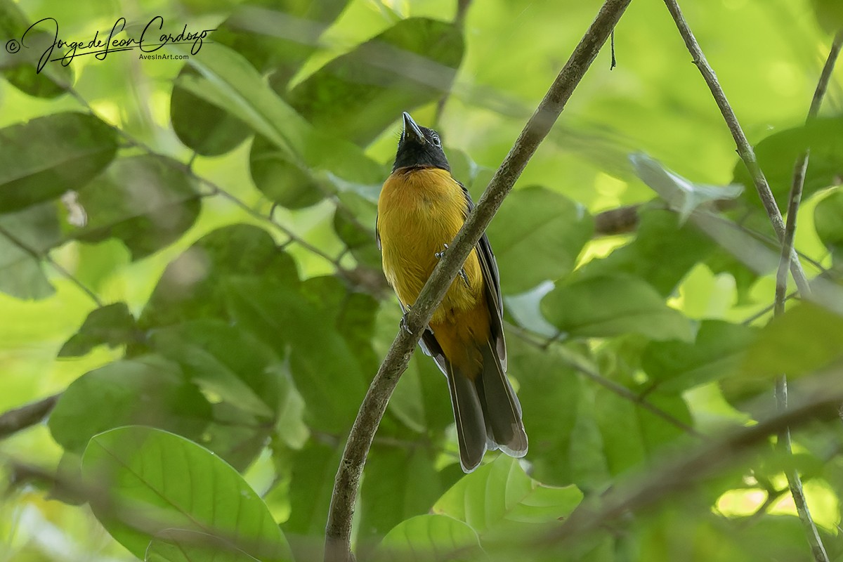 Fulvous Shrike-Tanager - ML646537007