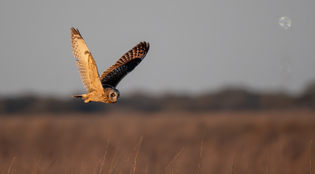 Zingira-hontza - ML646537008