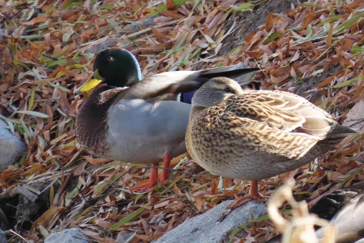 stokkand - ML646537010