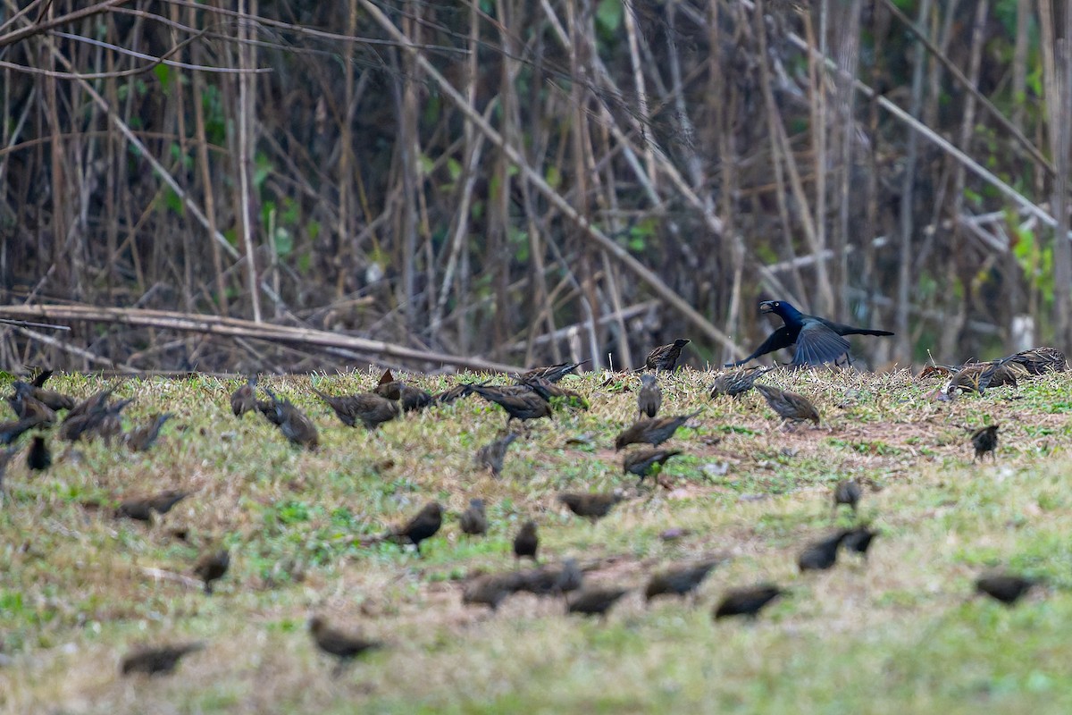 Common Grackle - ML646537011